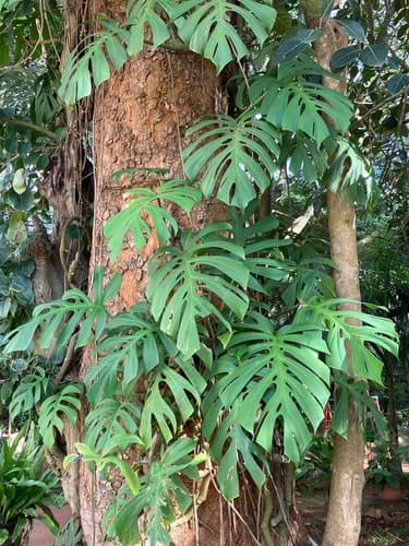 Mini Monstera — plant photo
