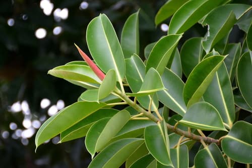 Rubber Plant — plant photo