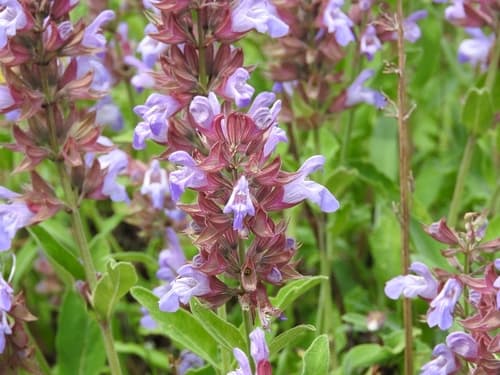 Sage — plant photo