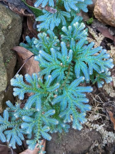Rainbow Moss — plant photo