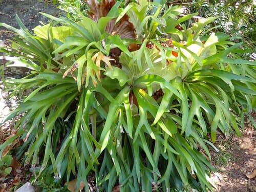 Staghorn Fern — plant photo