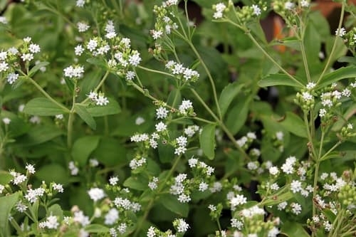 Stevia — plant photo