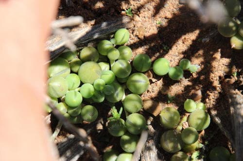 String of Pearls — plant photo