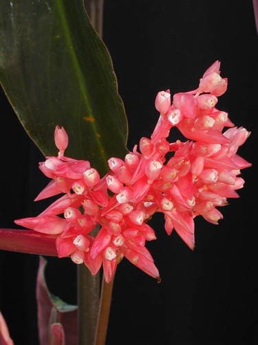 Triostar Stromanthe — plant photo