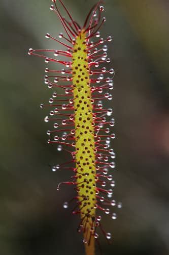 Sundew — plant photo