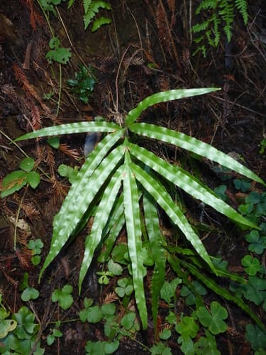 Table Fern — plant photo