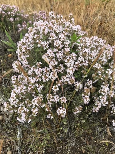 Thyme — plant photo