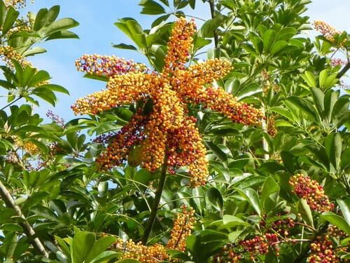 Umbrella Plant — plant photo