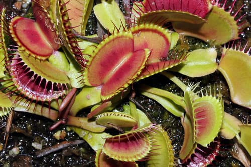 Venus Flytrap — plant photo