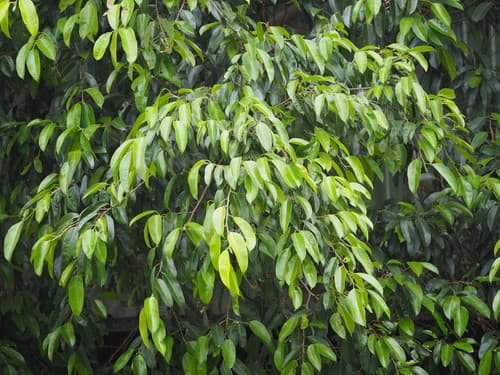 Weeping Fig — plant photo