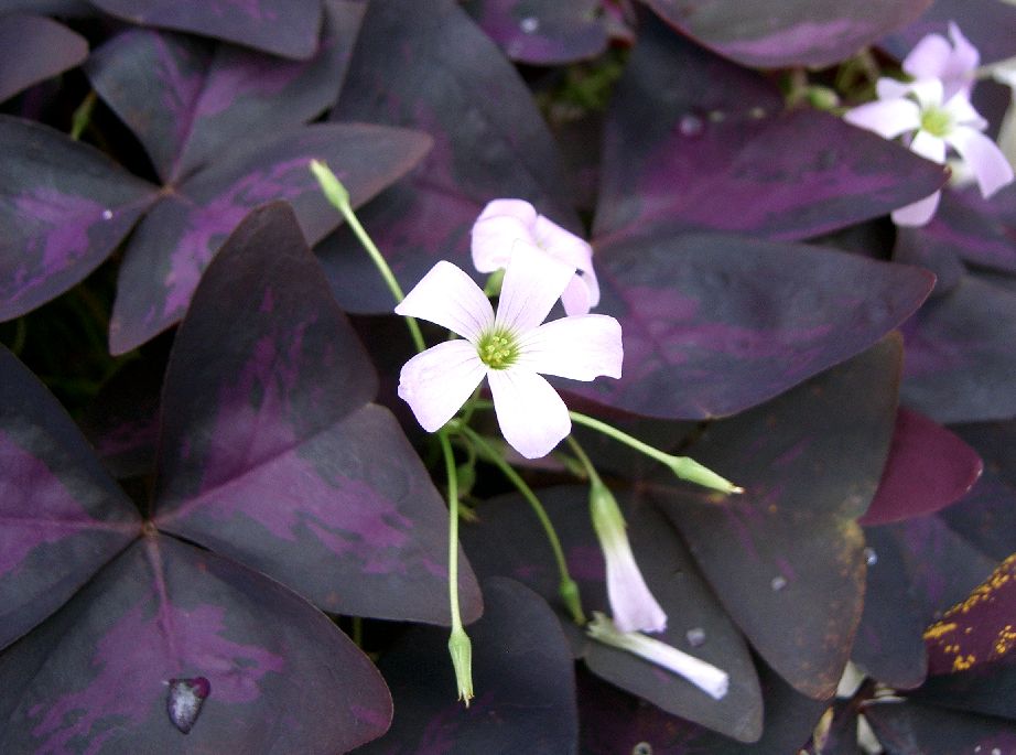 Oxalis (Oxalis triangularis)