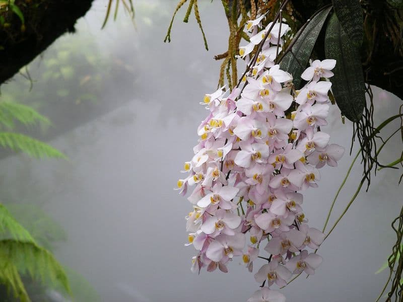 Orchid (Phalaenopsis) (Phalaenopsis spp.)