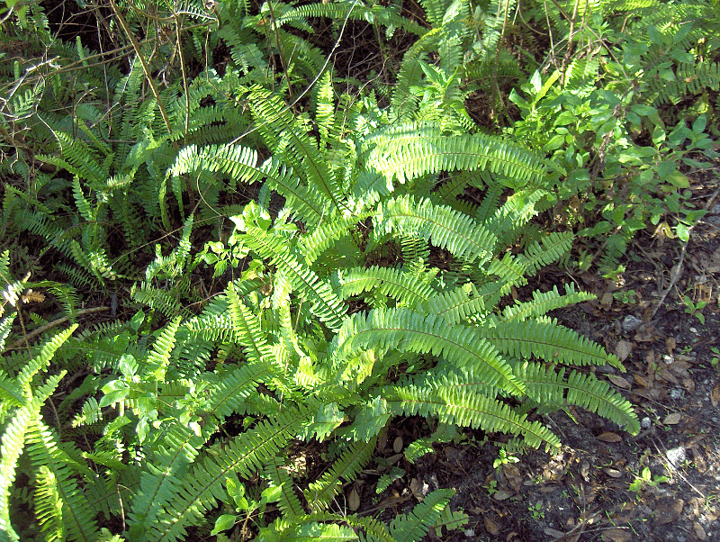 Boston Fern (Nephrolepis exaltata)