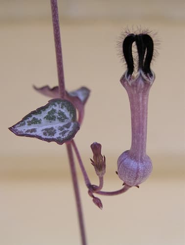 String of Hearts (Ceropegia woodii)