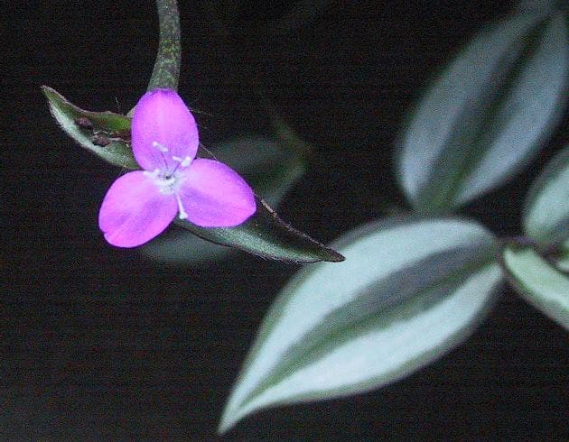 Tradescantia (Tradescantia zebrina)