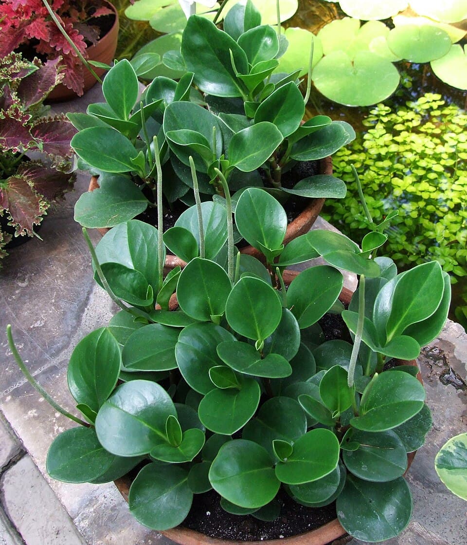 Peperomia (Peperomia obtusifolia)