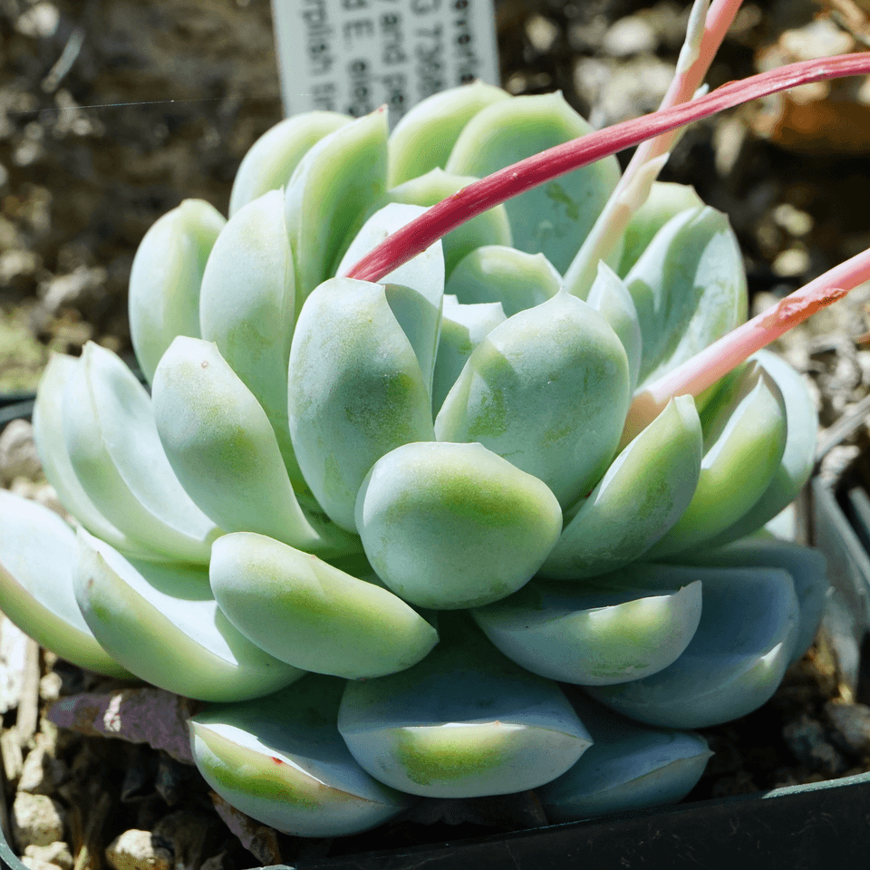 Echeveria (Echeveria elegans)