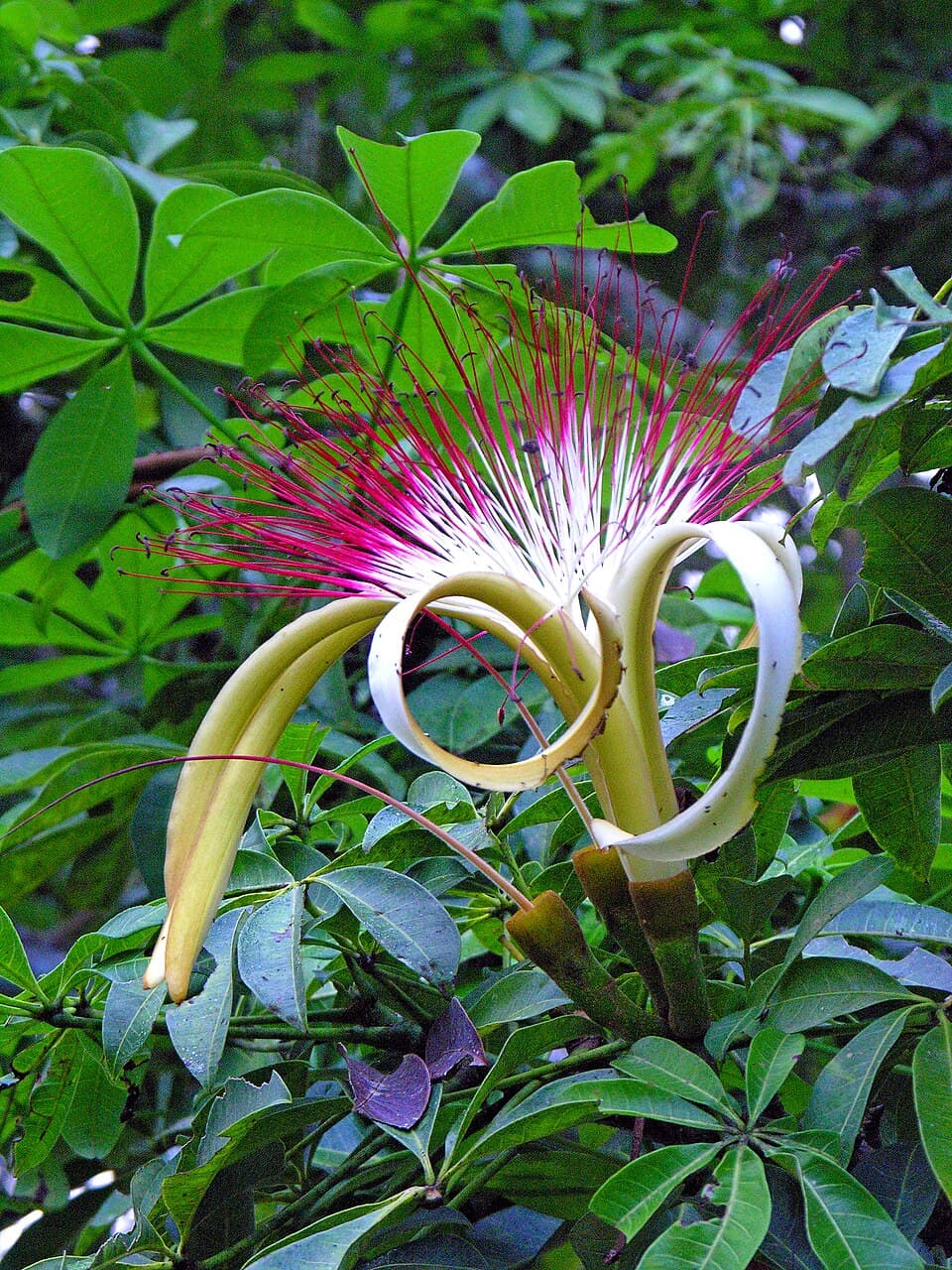 Money Tree (Pachira aquatica)