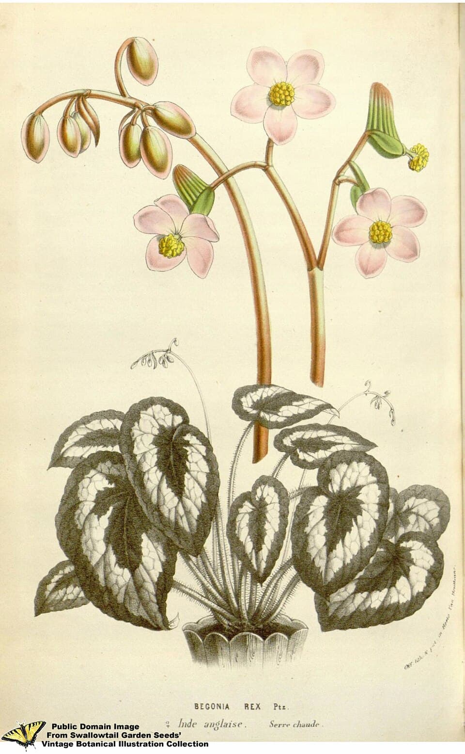 Rex Begonia (Begonia rex)