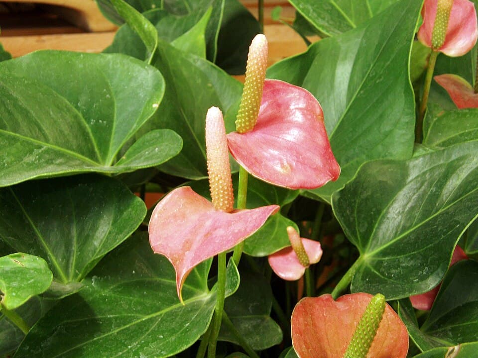 Anthurium (Anthurium andraeanum)