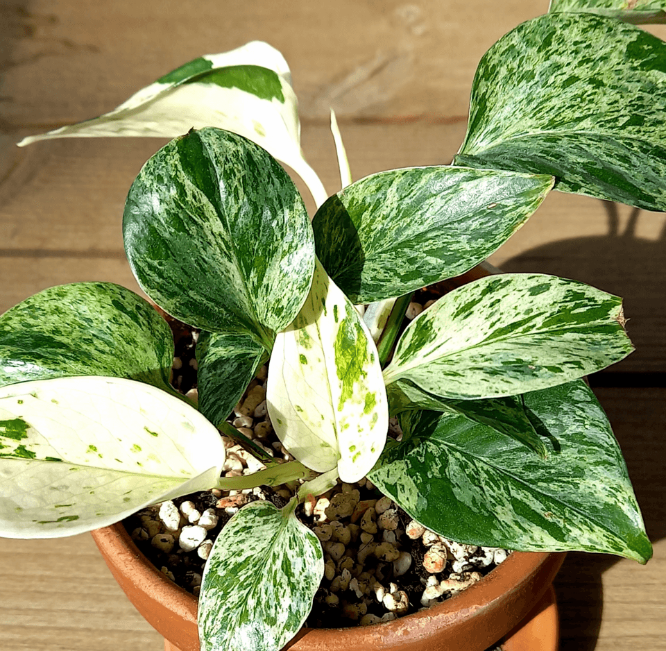 Pothos (Epipremnum aureum)