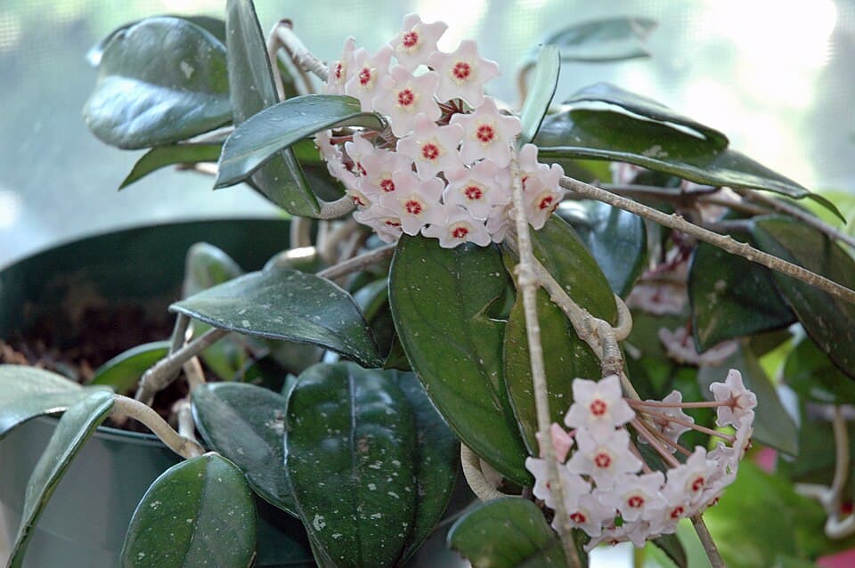 Hoya (Hoya carnosa)
