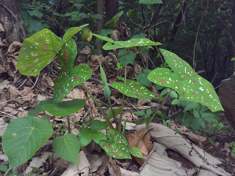 Caladium (Caladium bicolor)