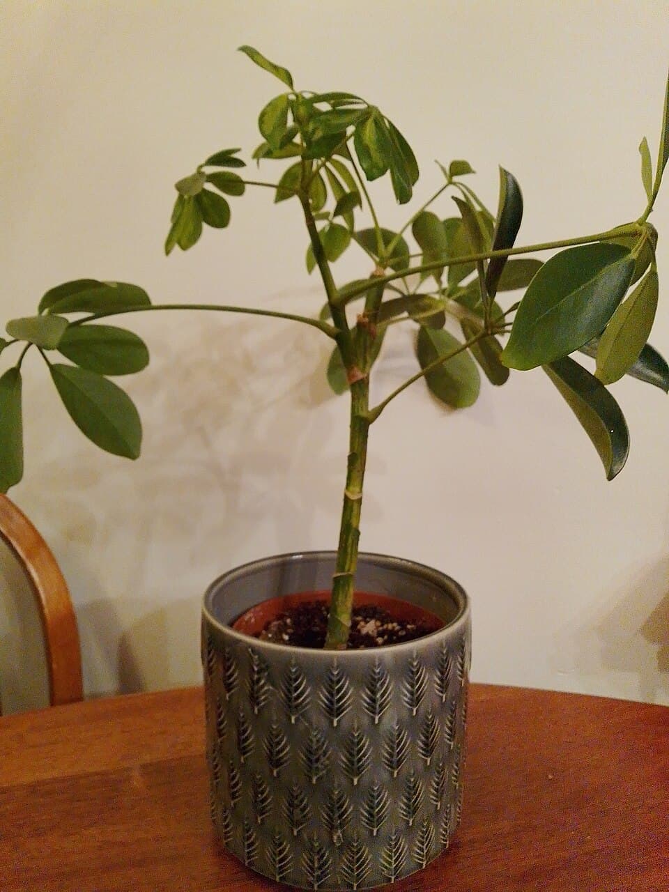 Umbrella Plant (Schefflera arboricola)